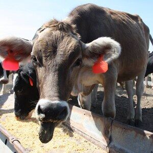 Meet your Posher, Meg